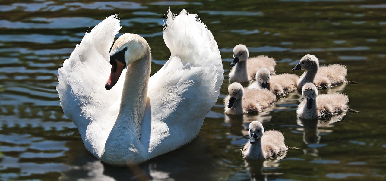swan, cygnets, family